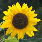 Sonnenblume